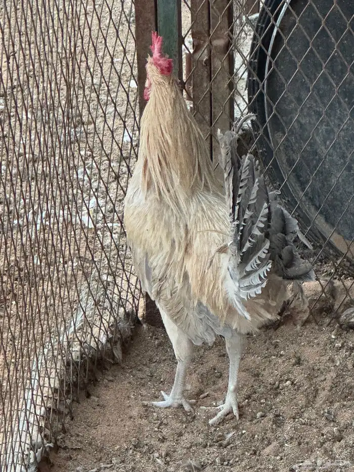 ديوك 1
