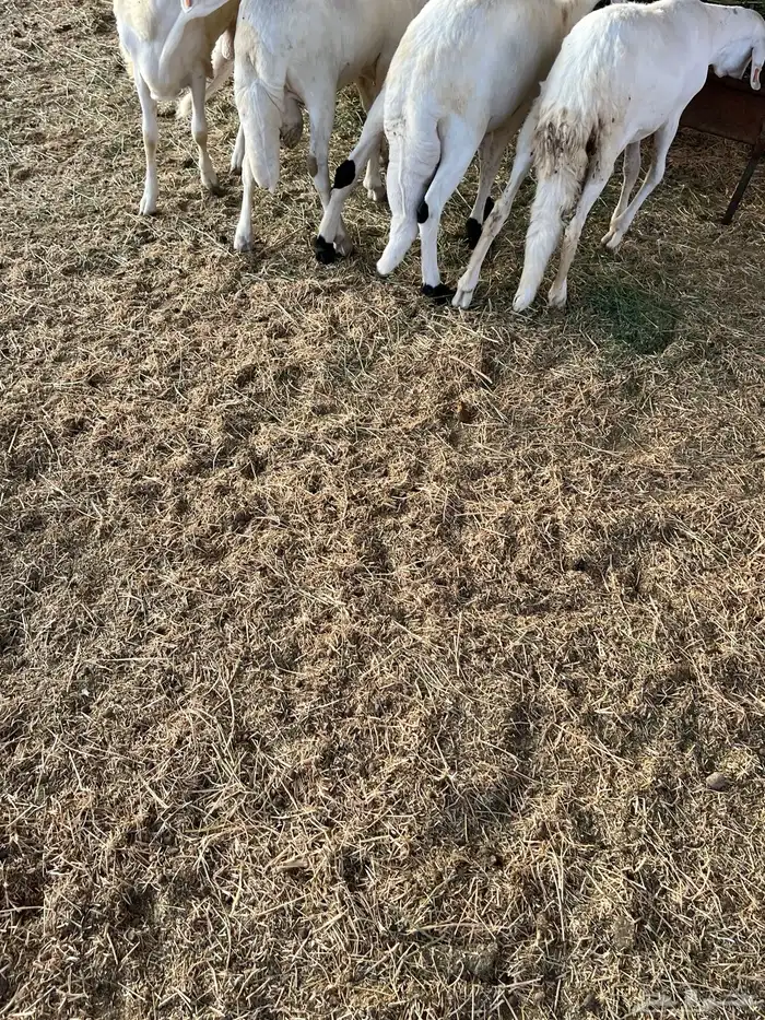 طليان جذعان سواكن بيض فل شحم 1