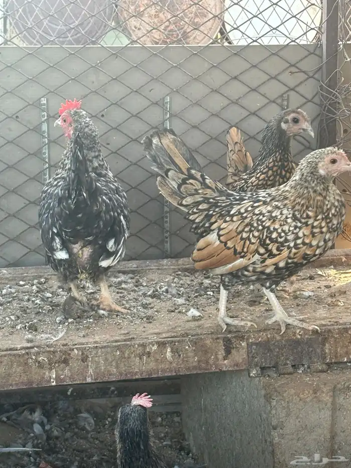 دجاج سبرايت 1