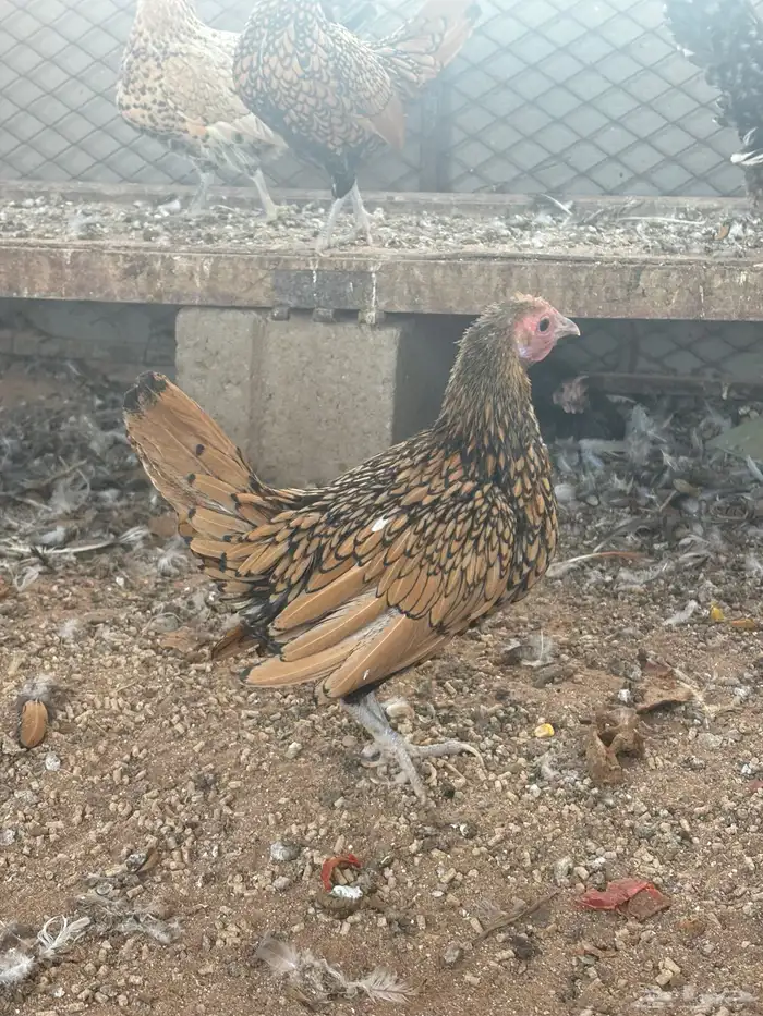 دجاج سبرايت 4