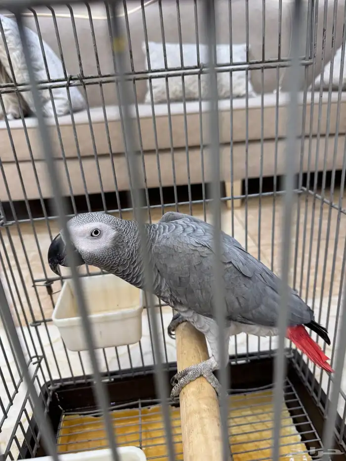 كاسكو سوبر جامبو ذكر 2