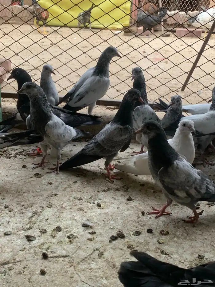 طبات حمام باكستاني ( تم البيع ) 2