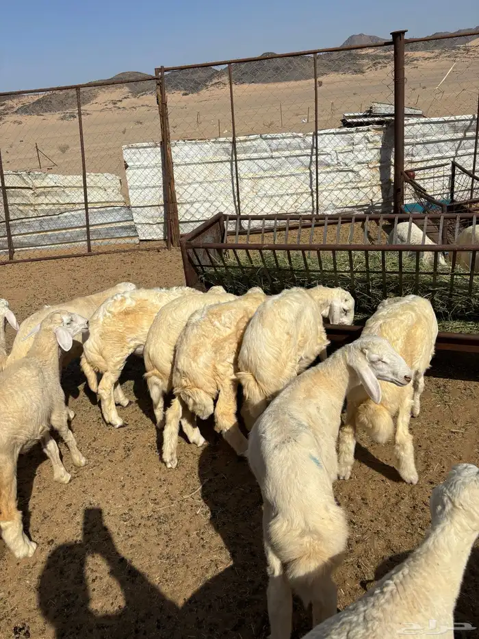 طليان حريه من المراح 0