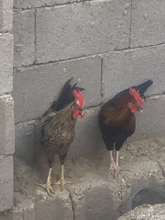 ديوك بلدي العدد 3 ديوك شرط نظافه وصحه 3