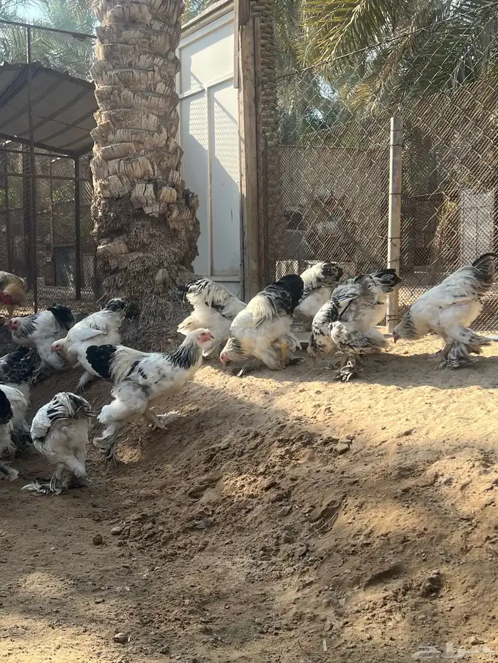 ديوك الماني براهما كولومبي سلالة كونك دم صافي 3