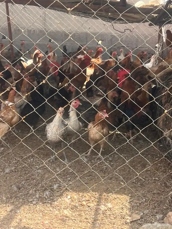 دجاج بلدي وفرنسي وتركي فاخر مشروع كامل 5