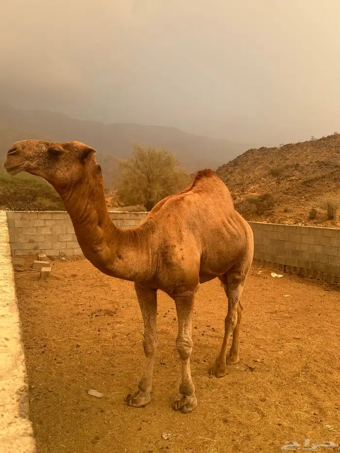 جمل للبيع 1