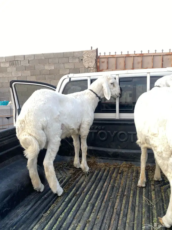 طليان جذعان 0