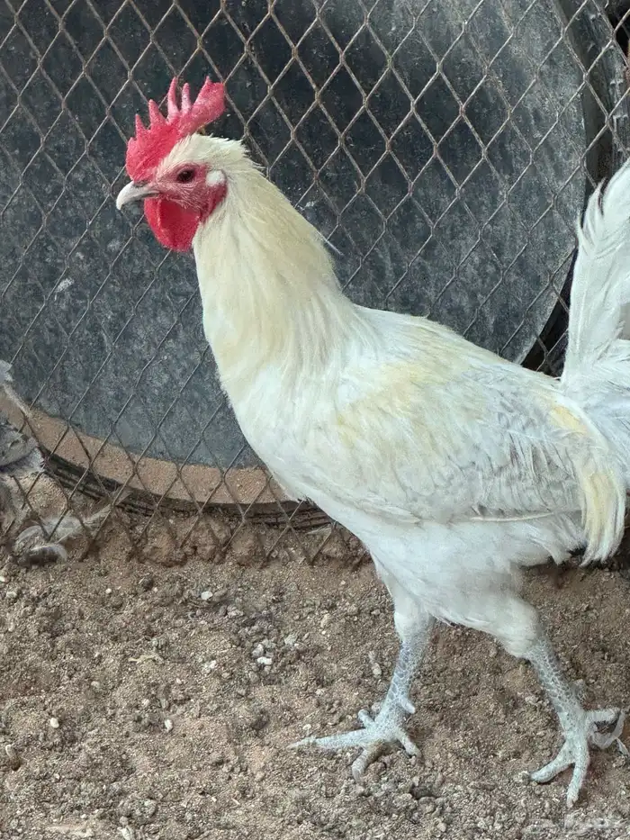 ديوك 3