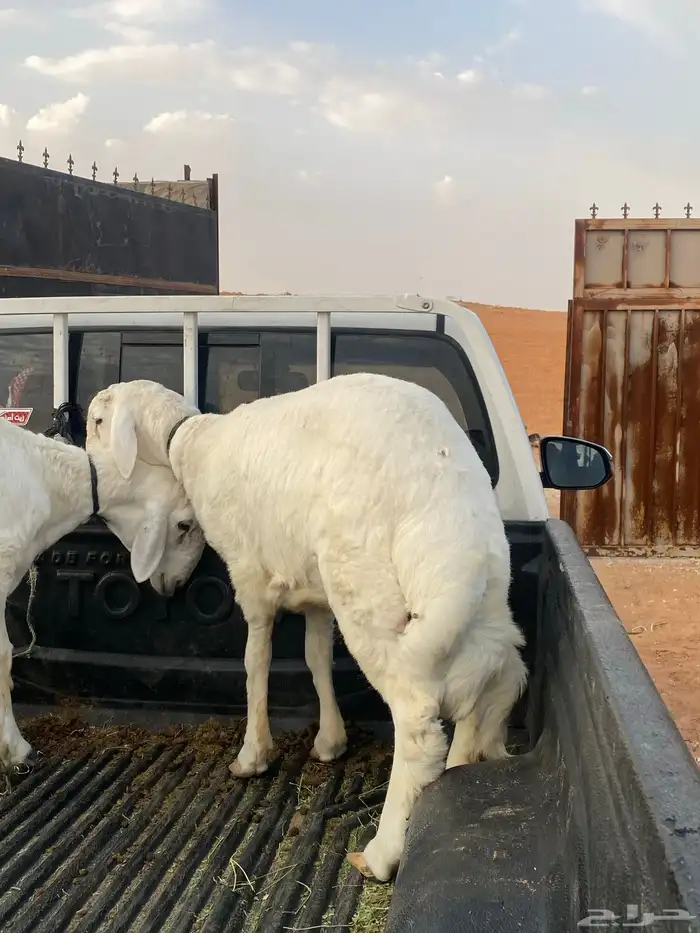 طليان جذعان 1