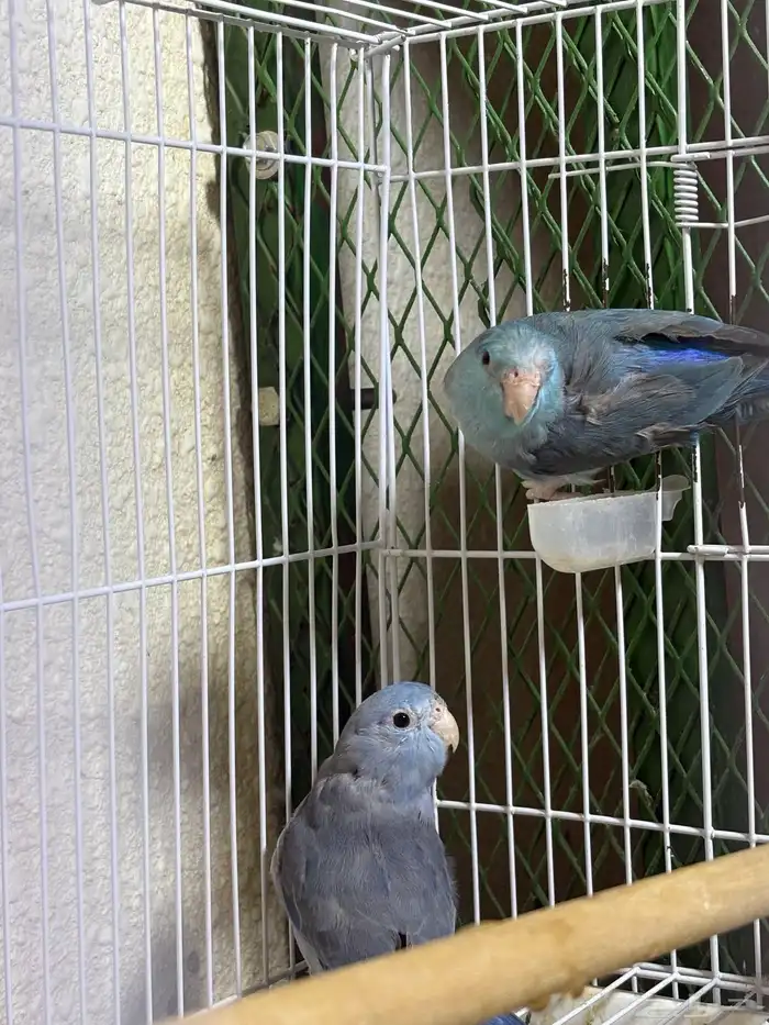 زوج بارتوليت ازرق النادر 1