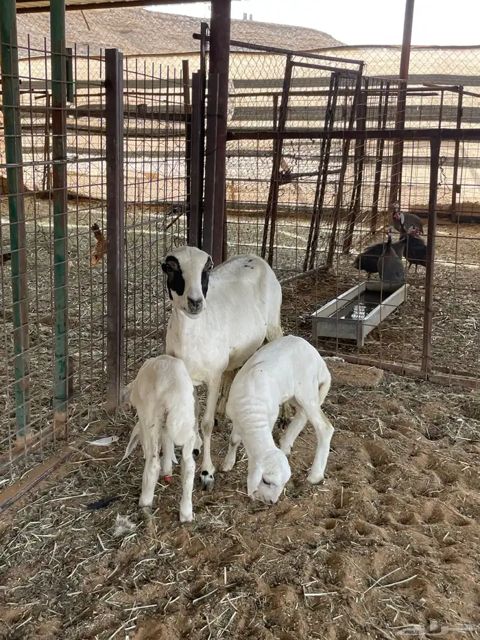 متابيع 2 وحده متاومه ووحده 1 4