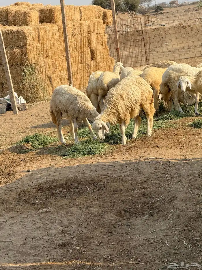 رخال حريات طيبه اعمارها من 5-6 شهور 1