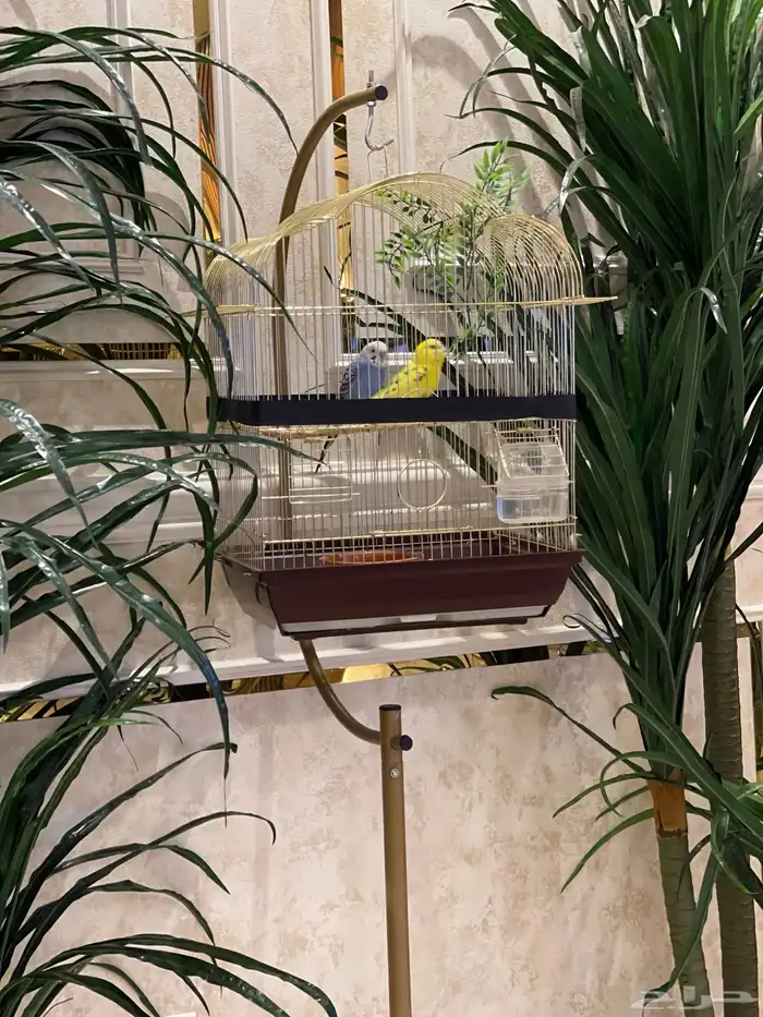 طيور الحب أليفه جدا 0