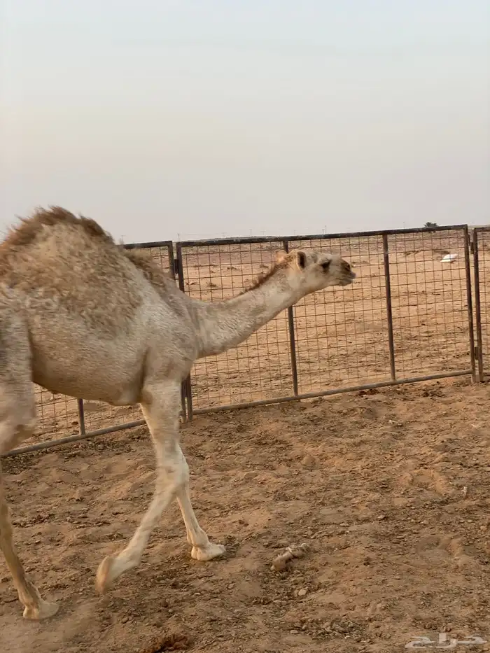 قعدان 2