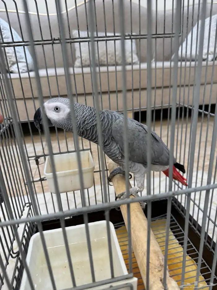 كاسكو سوبر جامبو ذكر 0