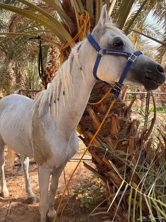 حصان واهو 2