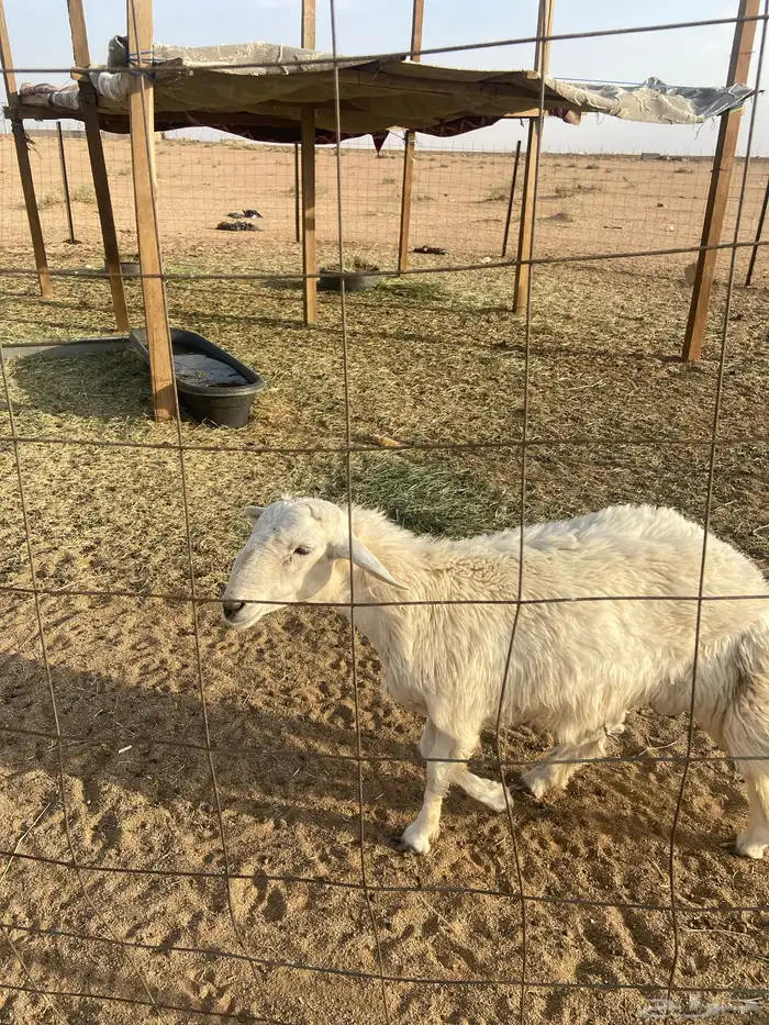 القصيم - الدليمية 0