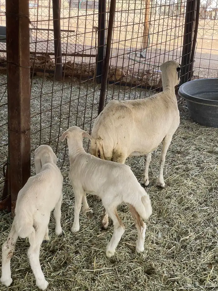 متابيع 2 وحده متاومه ووحده 1 2