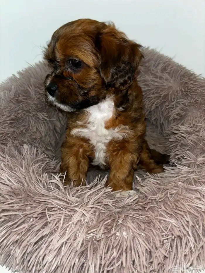 كلاب شيبو للبيع shih poo puppies for sale 20