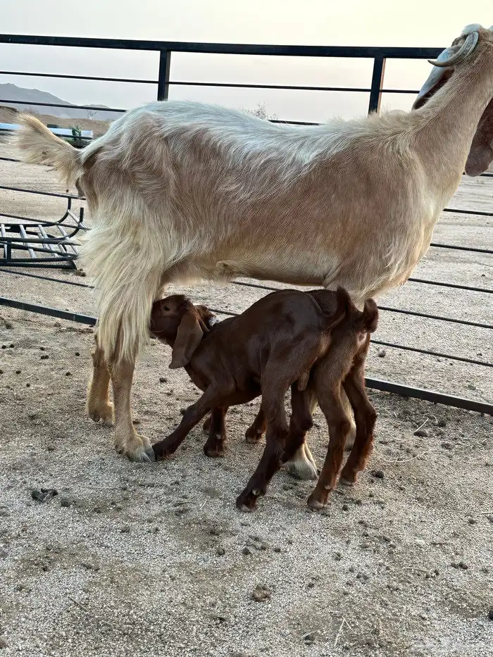 عنز مصرية أو مشروكة جامع شبب فاخرة 5