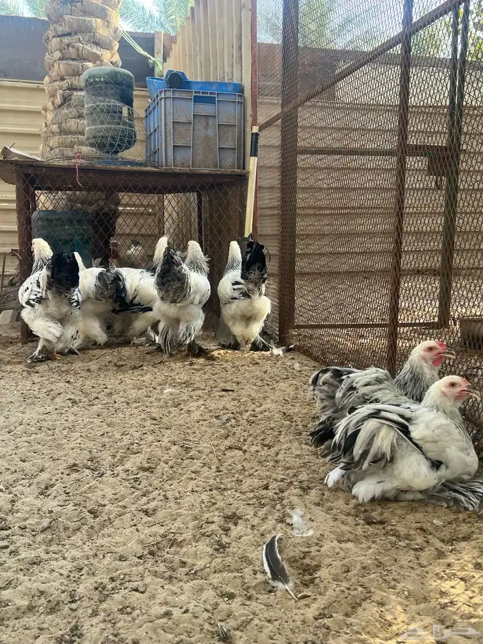 ديوك الماني براهما كولومبي سلالة كونك دم صافي 0