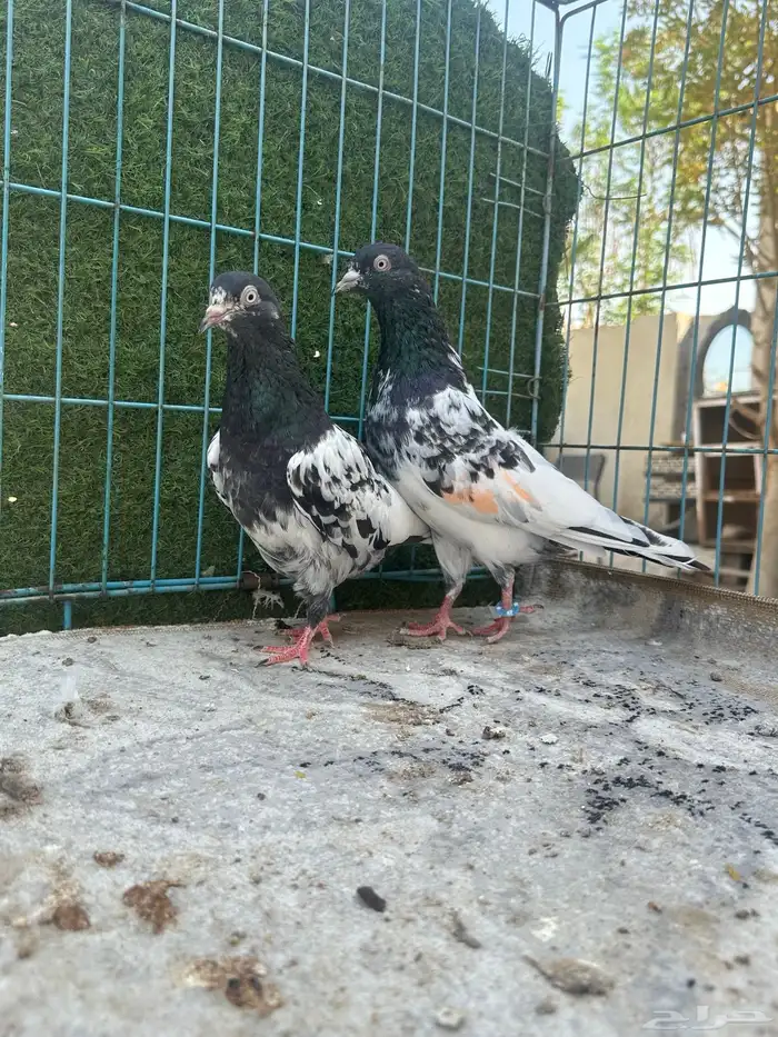 حمام باكستاني   Top 6