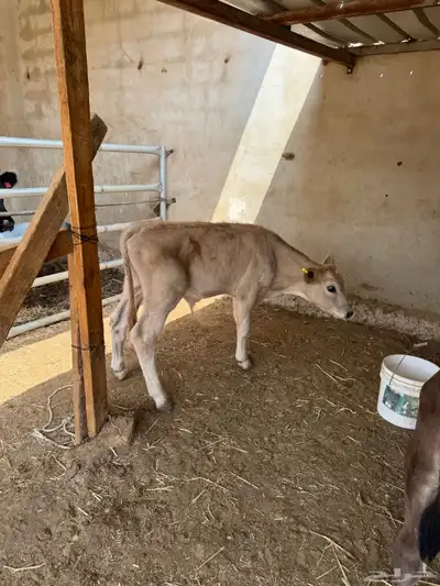 عجل حسيل سويسري توه مفطوم زبد 0