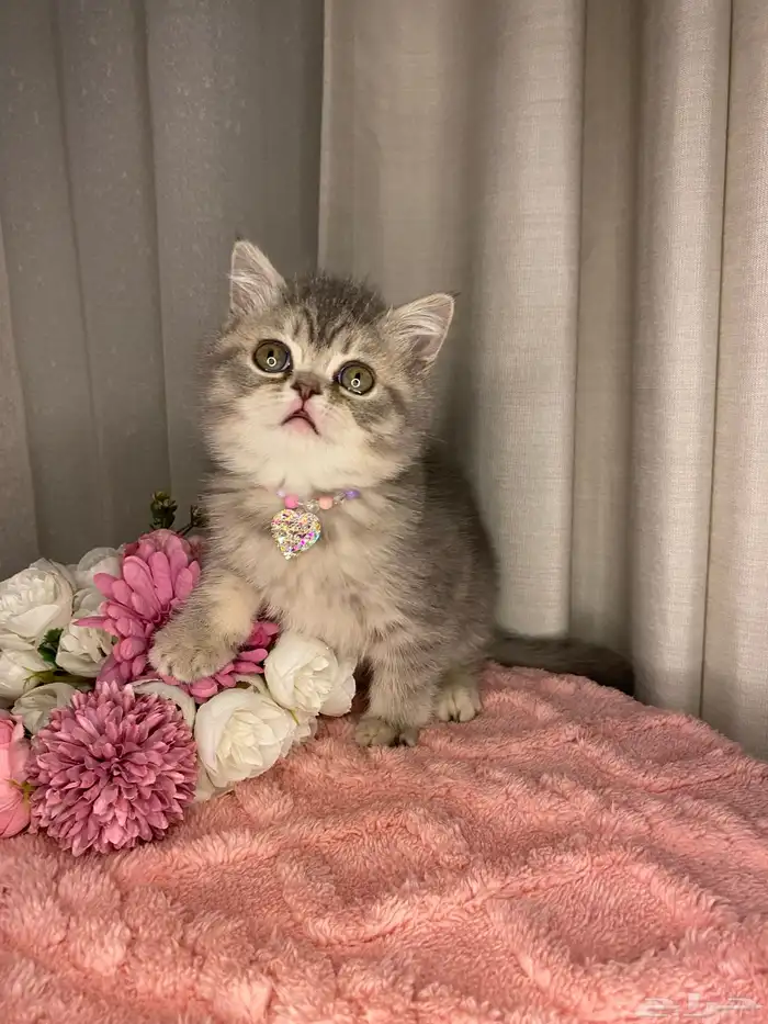 قطط سكوتش تربل فولد واستريت للبيع 7