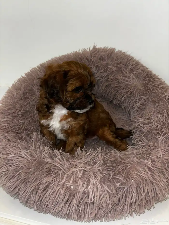 كلاب شيبو للبيع shih poo puppies for sale 22