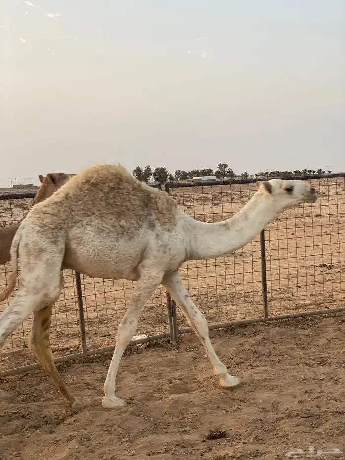 قعدان 4