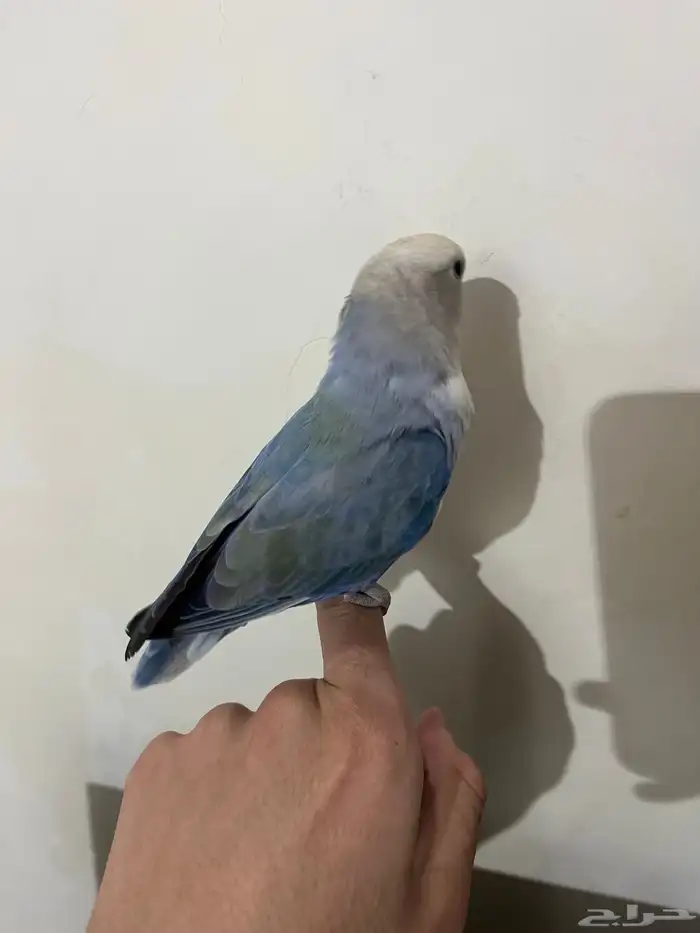 للبيع روز ذكر طالب تزاوج 2