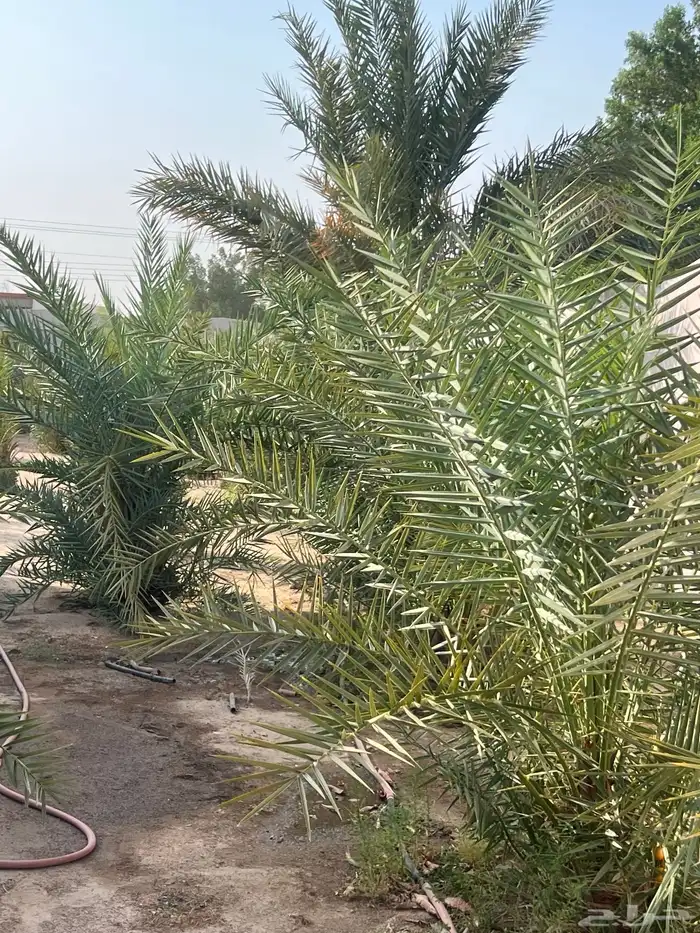 نخل للبيع 0