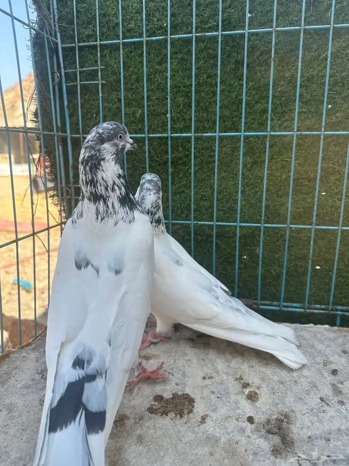 حمام باكستاني   Top 12