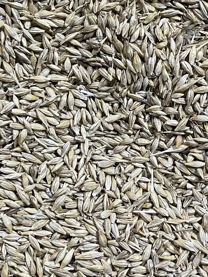 بذر شعير سداسي( تم بيع كامل الكميه خارج الموقع ) 3