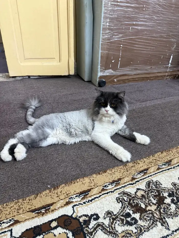 للبيع cat 4