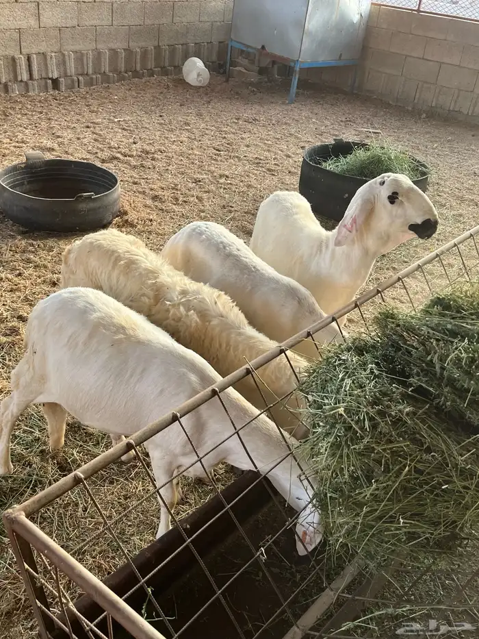 طليان جذعان سواكن بيض فل شحم 3