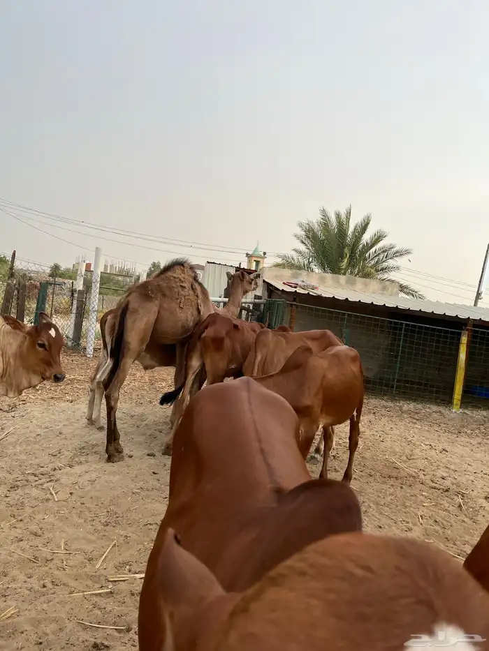 القنفذة القوز الجرد 3