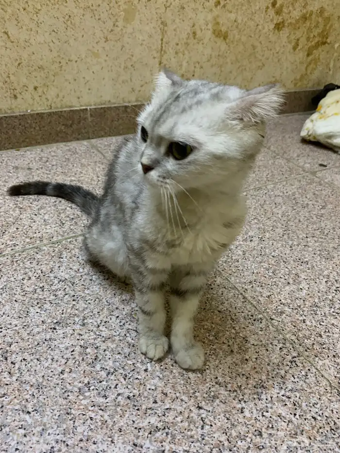 قطه سكوتش فولد 0