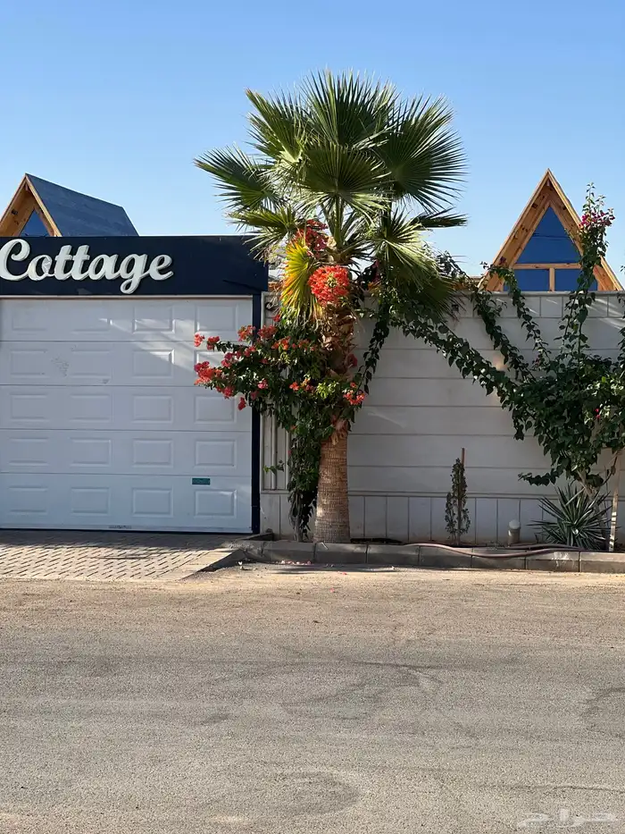 زيتون ونخل فاخر درجه اولى 4