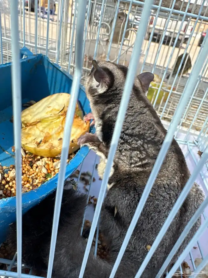 ذكر سنجاب الطائر 1