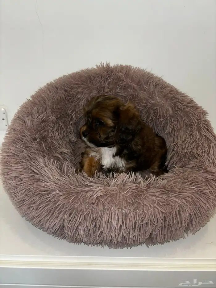كلاب شيبو للبيع shih poo puppies for sale 24
