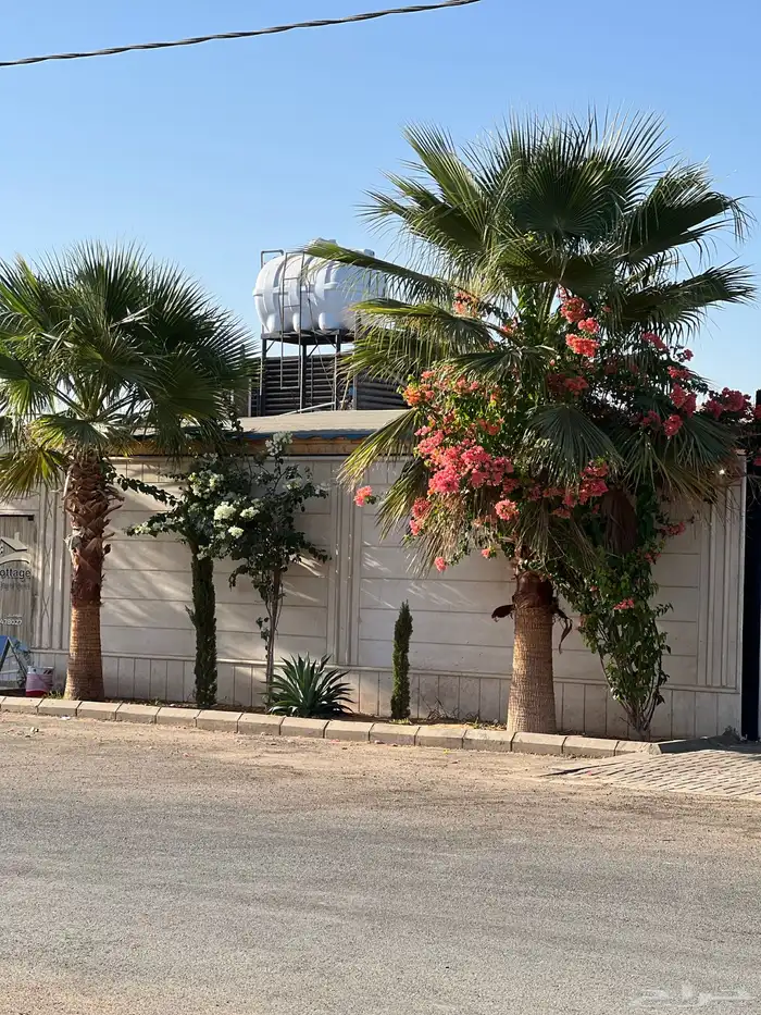 زيتون ونخل فاخر درجه اولى 5