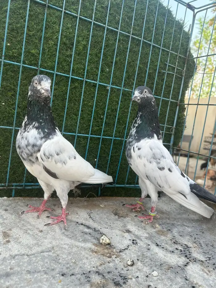 حمام باكستاني   Top 9