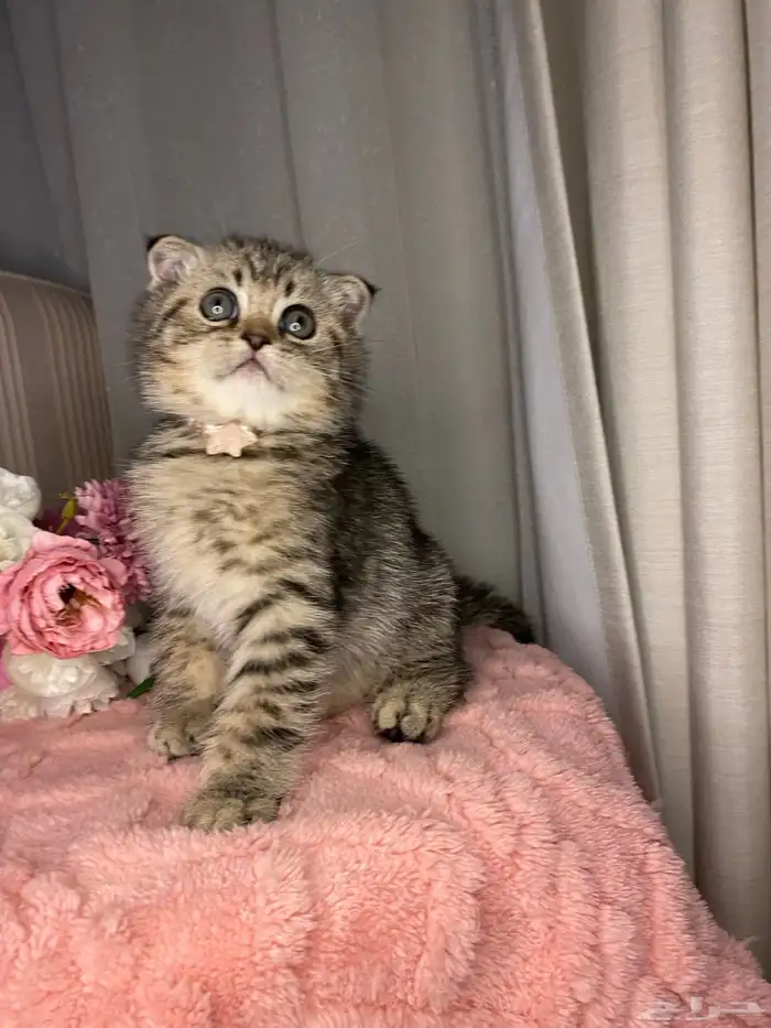 قطط سكوتش تربل فولد واستريت للبيع 3