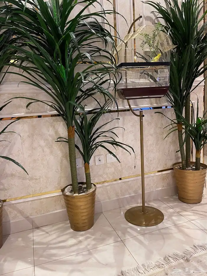 طيور الحب أليفه جدا 1