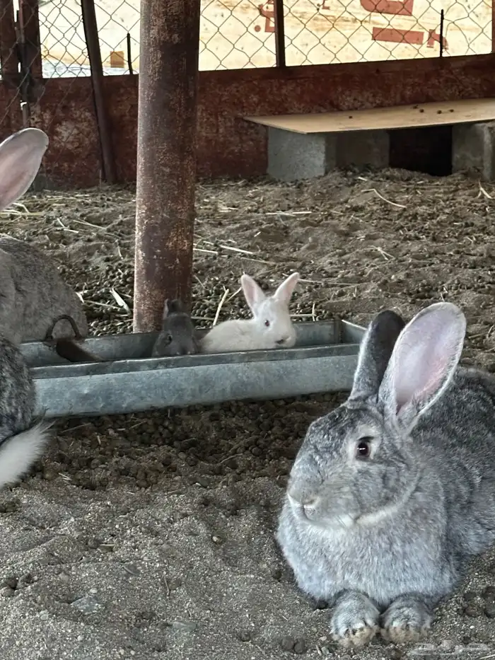 ارانب للبيع 0