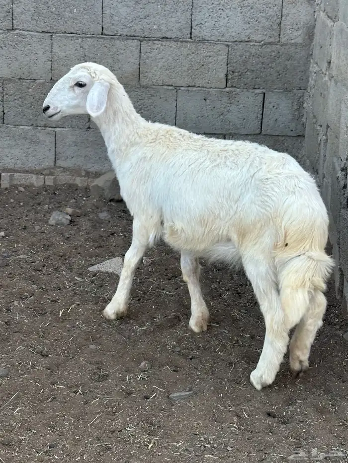 رخل 2
