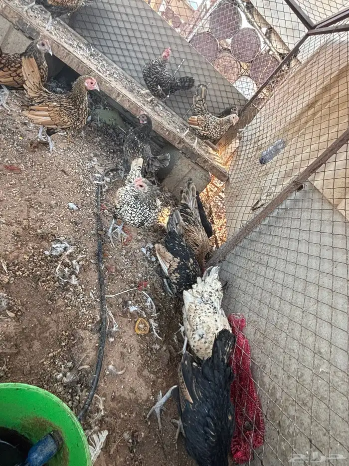 دجاج سبرايت 0