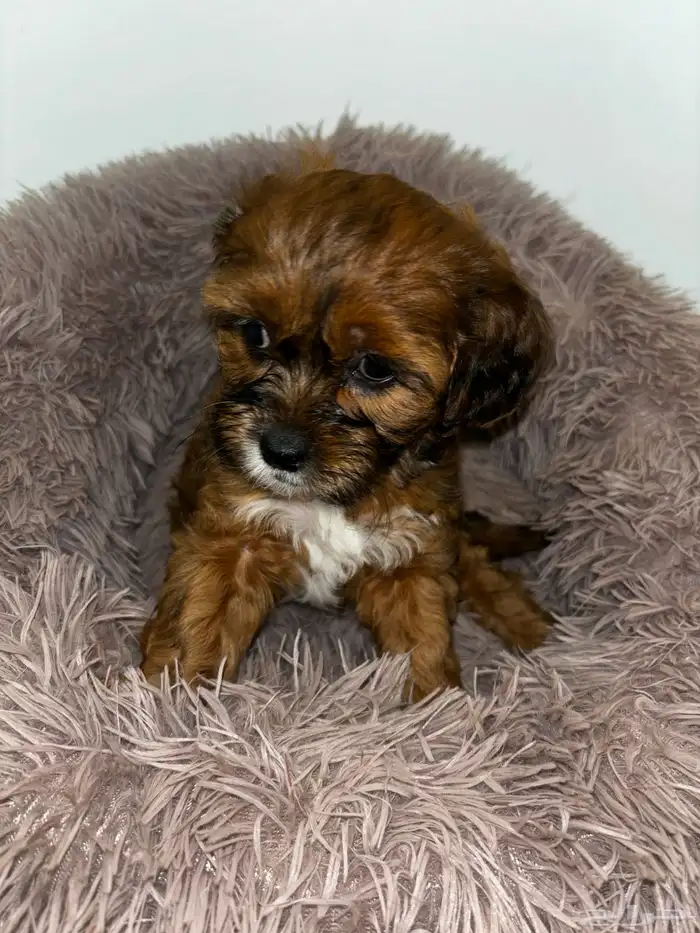 كلاب شيبو للبيع shih poo puppies for sale 23